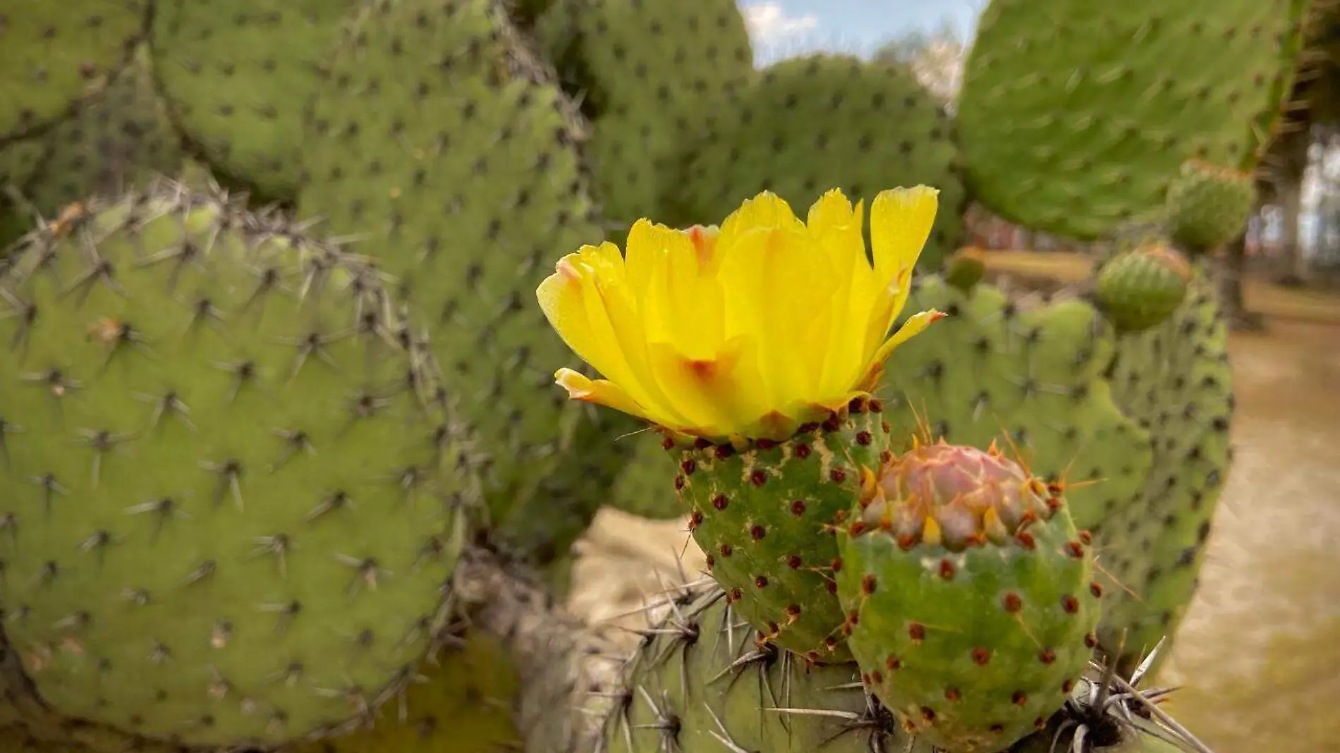 flor de nopal (1)